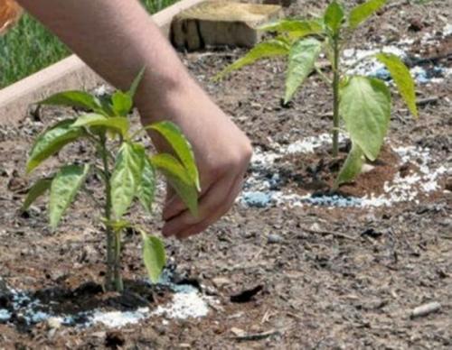 Первая подкормка томатов и перцев в теплице. Чем и как подкормить перец в теплице, если плохо растет?