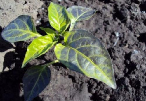 Первая подкормка томатов и перцев в теплице. Чем и как подкормить перец в теплице, если плохо растет?