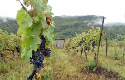 Почва для винограда в россии. Благоприятная почва для выращивания винограда