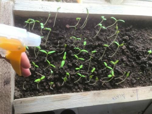 Комплексное удобрение для томатов в теплице. Какие элементы нужны томатам, особенности их внесения 03 Комплексное удобрение для томатов в теплице. Какие элементы нужны томатам, особенности их внесения 03