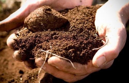 Почва для винограда в россии. Благоприятная почва для выращивания винограда