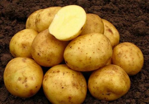 Элитные сорта картофеля. Урожайные сорта картофеля 2022 — описание с фото