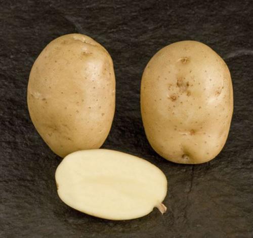 Элитные сорта картофеля. Урожайные сорта картофеля 2022 — описание с фото