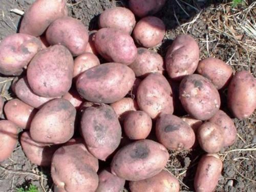 Элитные сорта картофеля. Урожайные сорта картофеля 2022 — описание с фото