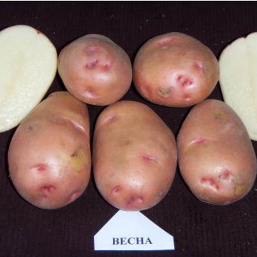 Элитные сорта картофеля. Урожайные сорта картофеля 2022 — описание с фото