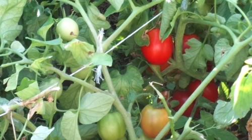 Томат Рио фуего. Томаты Рио фуего описание сорта