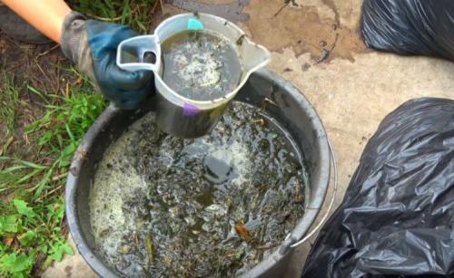 Подкормка помидоров в открытом грунте. Проверенные органические и минеральные удобрения 11