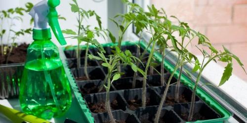 Универсальная подкормка для помидор. Подкормка рассады помидор для роста и толщины