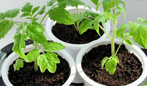 Подкормка помидоров в открытом грунте. Проверенные органические и минеральные удобрения 02