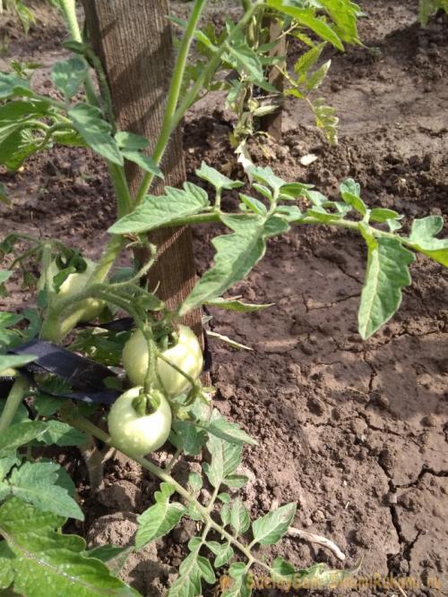 Подкормка томатов в открытом грунте во время плодоношения. Особенности потребления минералов и микроэлементов во время налива плодов нижних кистей