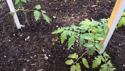 Подкормка помидоров в открытом грунте. Проверенные органические и минеральные удобрения 09