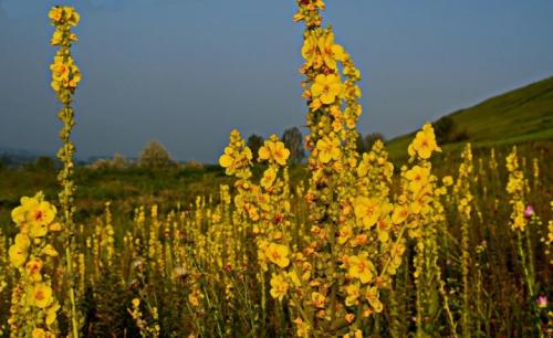 Минеральные удобрения для томатов. Виды подкормок 02 Минеральные удобрения для томатов. Виды подкормок 02