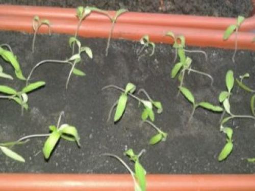 Подкормка помидоров в открытом грунте. Проверенные органические и минеральные удобрения 01