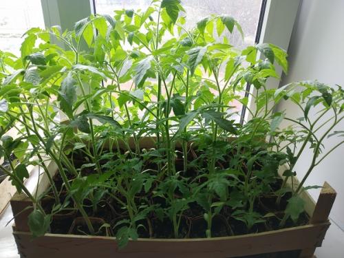 Универсальная подкормка для помидор. Подкормка рассады помидор для роста и толщины