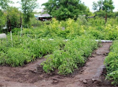 Подкормка помидоров в открытом грунте. Проверенные органические и минеральные удобрения 08