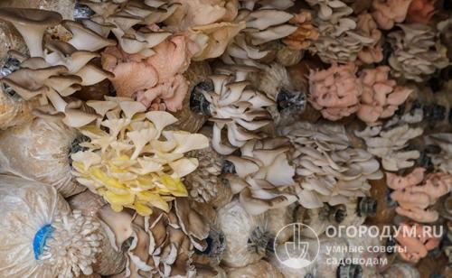 Маринованные вешенки быстро. Вешенки «дикие» и «культурные»