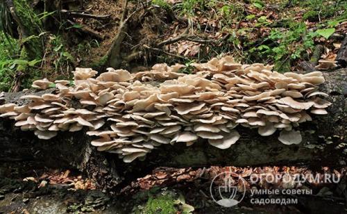 Маринованные вешенки быстро. Вешенки «дикие» и «культурные»