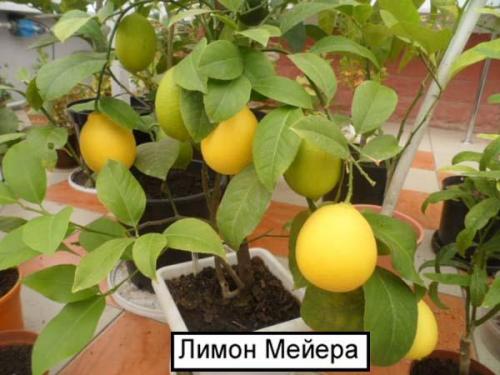 Уроки из сада: как вырастить лимон в домашних условиях 03