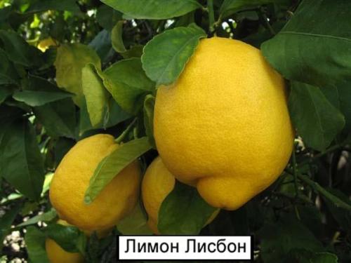 Уроки из сада: как вырастить лимон в домашних условиях 07