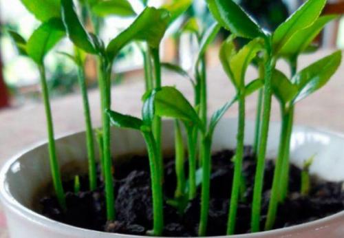 Как выбрать подходящий субстрат для выращивания лимона. Какой грунт нужен лимону