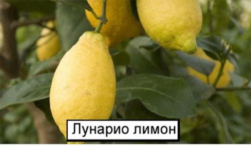 Уроки из сада: как вырастить лимон в домашних условиях 05