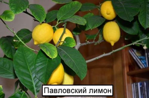Как правильно поливают лимоны в домашних условиях