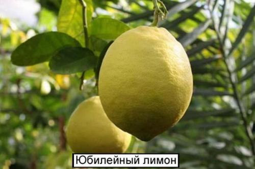 Как правильно поливают лимоны в домашних условиях