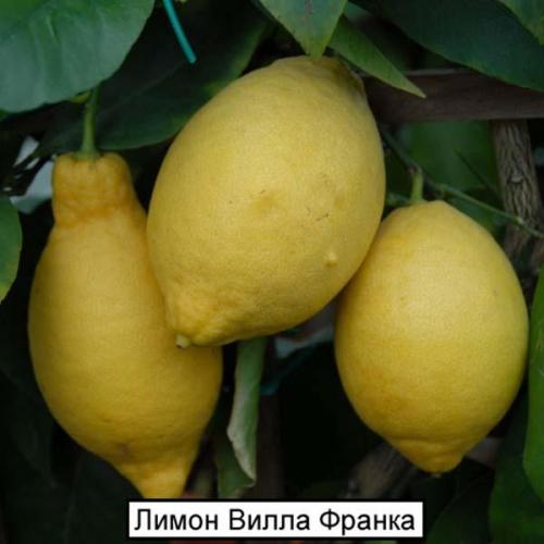 Как правильно поливают лимоны в домашних условиях