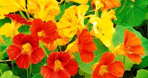 Как собрать семена настурции в домашних условиях. Когда и как собрать семена 07 Как собрать семена настурции в домашних условиях. Когда и как собрать семена 07