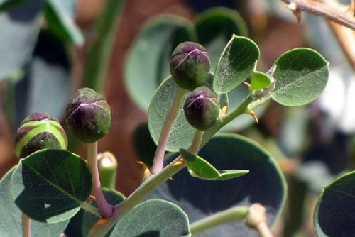 Семена настурции маринованные. Рецепты приготовления каперсов из семян настурции