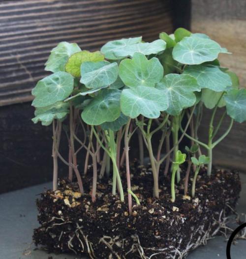 Как вырастить настурцию из семян в домашних условиях. Посев семян настурции традиционным способом