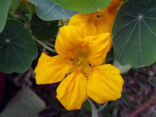 Как собрать семена настурции в домашних условиях. Когда и как собрать семена 03 Как собрать семена настурции в домашних условиях. Когда и как собрать семена 03