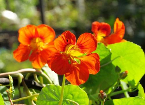 Как вырастить настурцию из семян в домашних условиях. Посев семян настурции традиционным способом