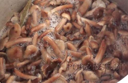 Как приготовить опята маринованные. Опята маринованные на зиму — 5 простых рецептов приготовления в домашних условиях