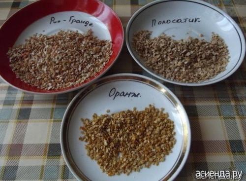 Семена томат Рио гранде. Помидоры Рио Гранде. Собственный опыт. (Восстановленный пост).