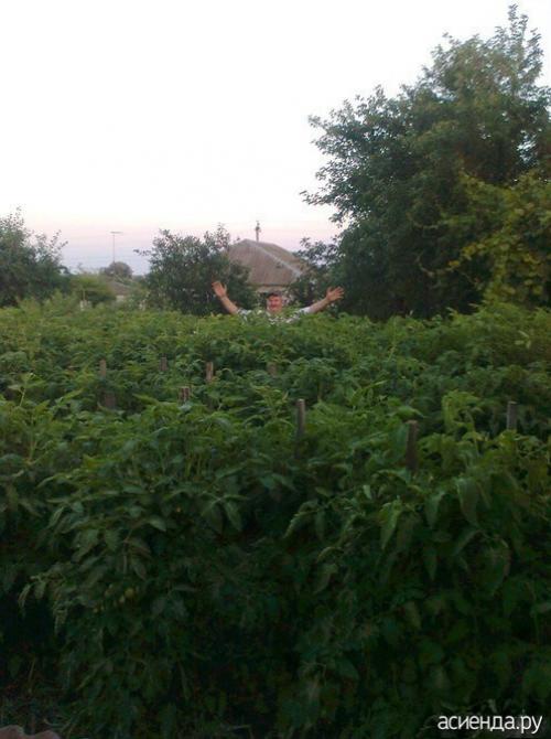 Семена томат Рио гранде. Помидоры Рио Гранде. Собственный опыт. (Восстановленный пост).