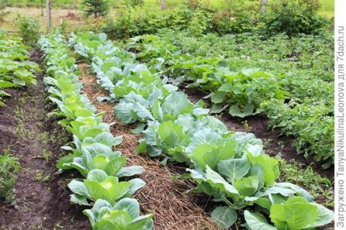 Можно ли использовать замаринованную сию капусту в салатах и других блюдах. Салат из маринованной капусты