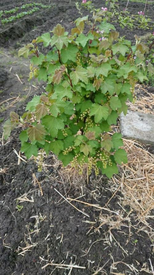 Пересадка черной и красной смородины осенью на новое место. Выбираем место для пересадки 14
