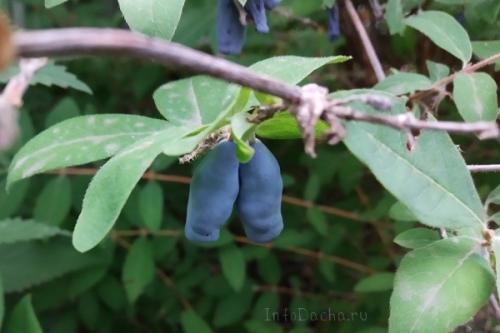Пересадка смородины на новое место. Как пересадить смородину на другое место