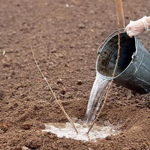 Пересадка смородины в августе. Особенности пересадки в разные сезоны