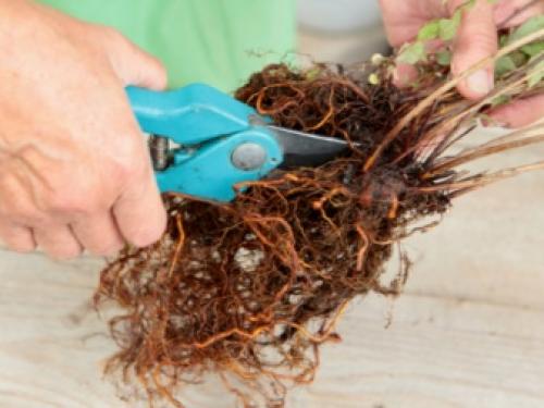 Пересадка черной и красной смородины осенью на новое место. Выбираем место для пересадки 02