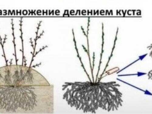 Пересадка черной и красной смородины осенью на новое место. Выбираем место для пересадки 01