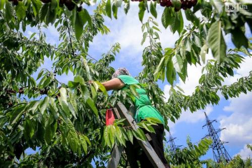 Когда спеет вишня. Технология съема урожая в малых хозяйствах 06