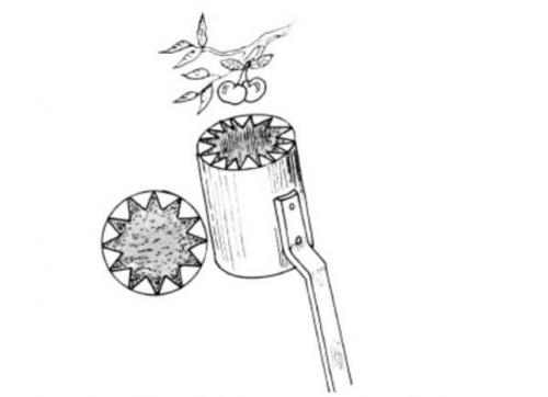 Когда спеет вишня. Технология съема урожая в малых хозяйствах 09