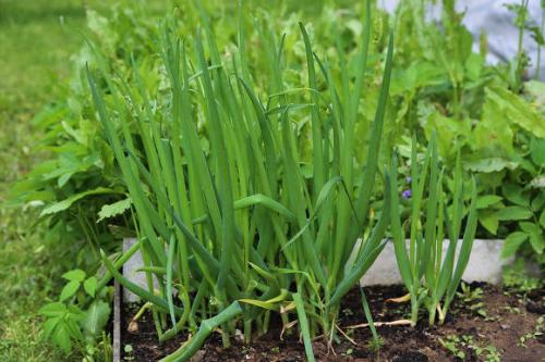 Выращивание лука батуна из семян 01 Выращивание лука батуна из семян 01