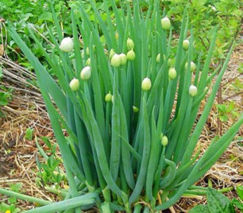 Как сажать лук батун весной. Как правильно посадить лук батун весной