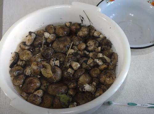 Уникальные рецепты подтопольников на зиму. Как мариновать подтопольники на зиму