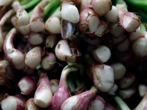 Когда сажать лук-батун апрельский. Посадка лука-батуна в открытый грунт