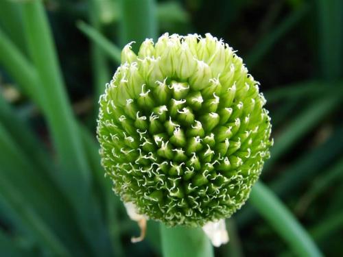 Как сажать лук батун весной. Когда и как сажать лук-батун, все о главных принципах выращивания