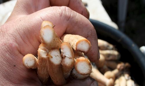 Можно ли использовать мокрую тряпку для очистки грибов. Как чистить белые грибы перед заморозкой